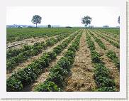 2007-05-19_09-03-59_Mai_37,6mm_1_500_eme_Canon PowerShot A95 * 2592 x 1944 * (1.63MB)